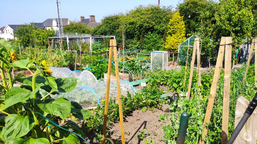 UK Allotment