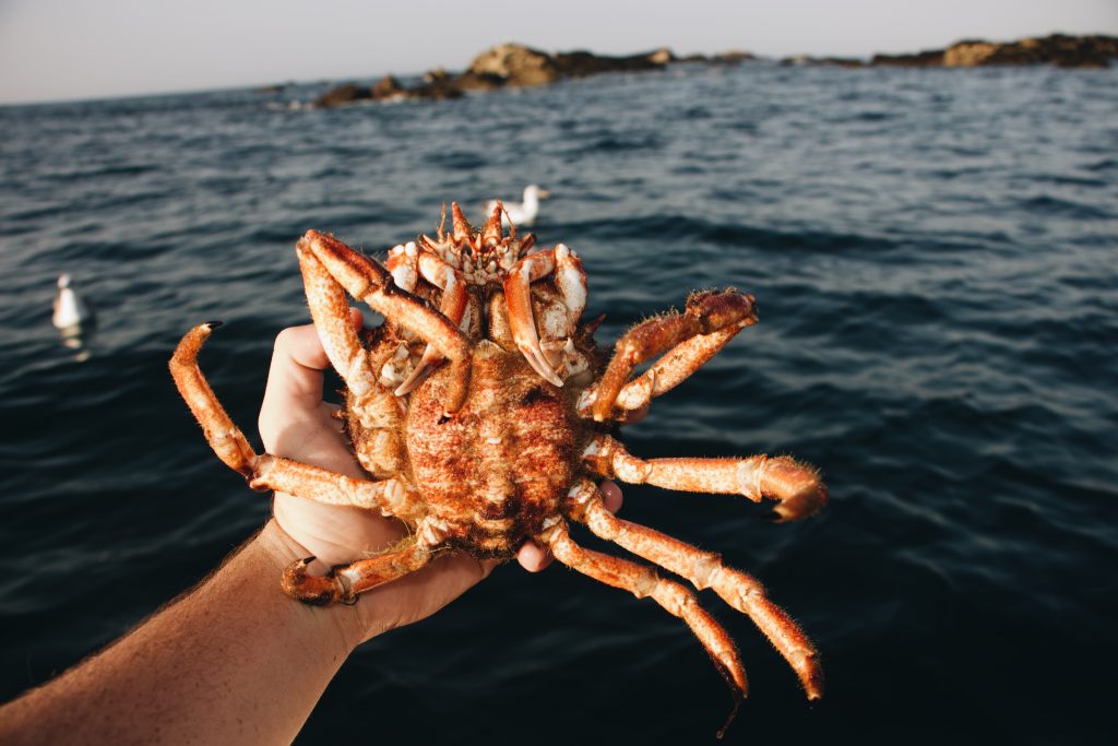 A crab in Scotland