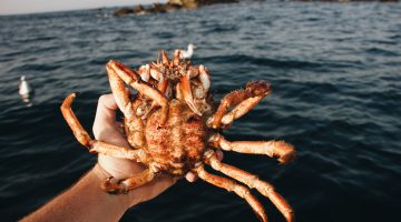 A crab in Scotland