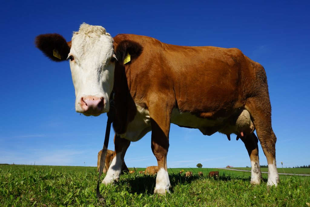 Dairy Cow in a field