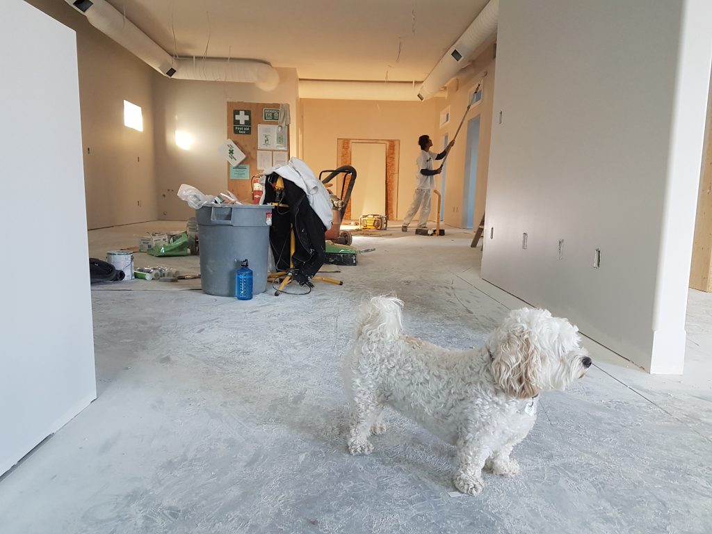Home renovation with dog looking on