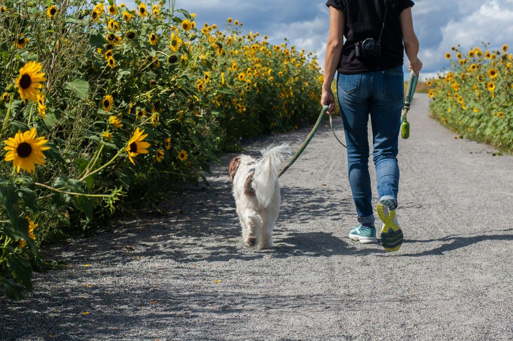 Summer walk with a dog in Yorkshire