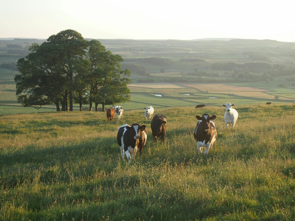 Fields in Yorkshire