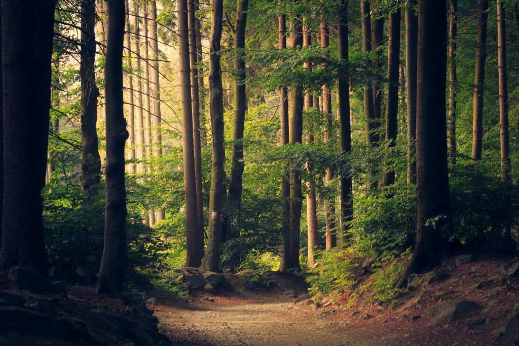 A very photogenic woodland scene