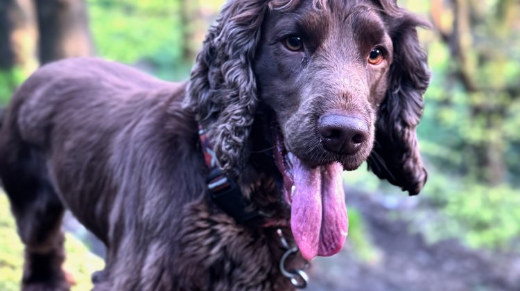 Dog Friendly Walks in Yorkshire