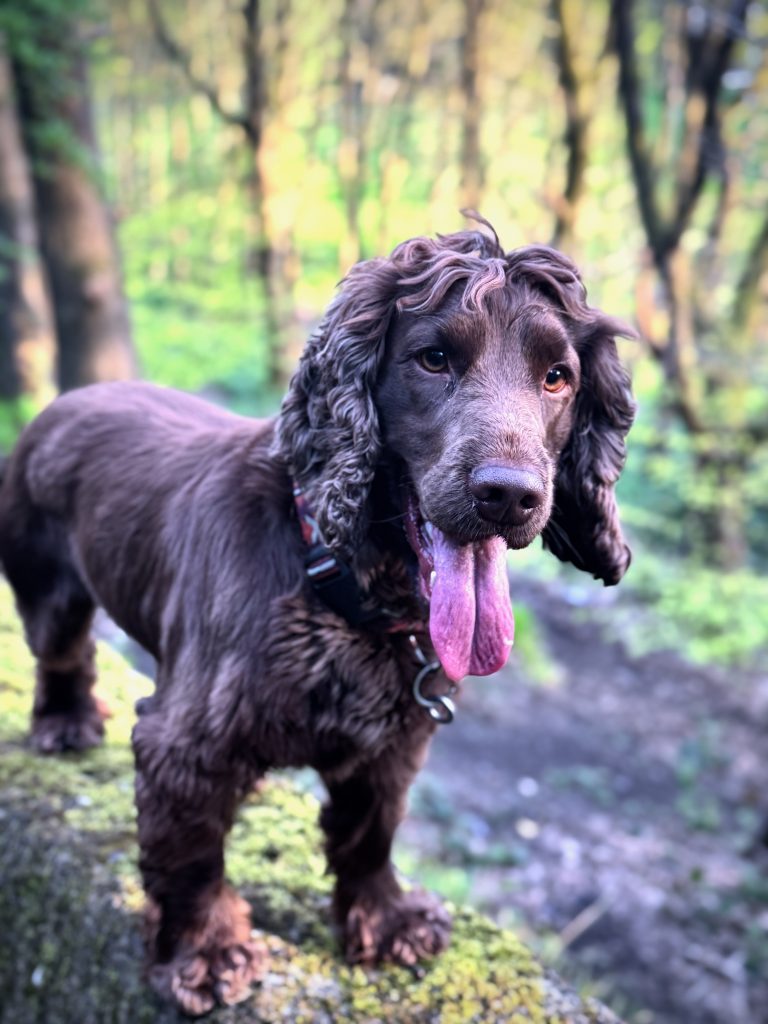 Dog Friendly Walks in Yorkshire