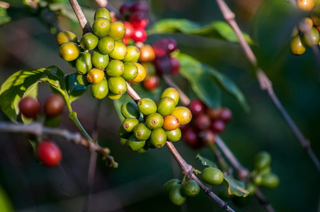 Close-up of coffee cherries in various stages of ripeness on a coffee plant, featuring vibrant green, yellow, and red hues against a natural leafy background.