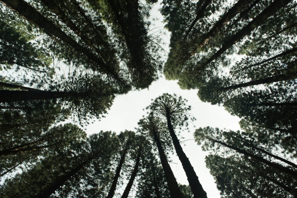 Looking up at a dense forest canopy of tall pine trees, their trunks stretching skyward and converging toward the centre against a pale, overcast sky.