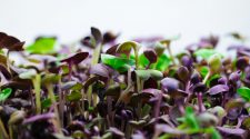 Close-up of vibrant purple and green microgreens growing densely together, with tender stems and small leaves in sharp focus against a soft blurred background.
