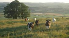 Cows grazing in a sunlit Yorkshire field with rolling countryside and trees in the background.