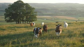Cows grazing in a sunlit Yorkshire field with rolling countryside and trees in the background.