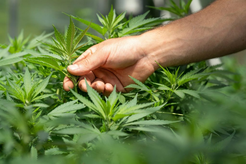 Medical Marijuana