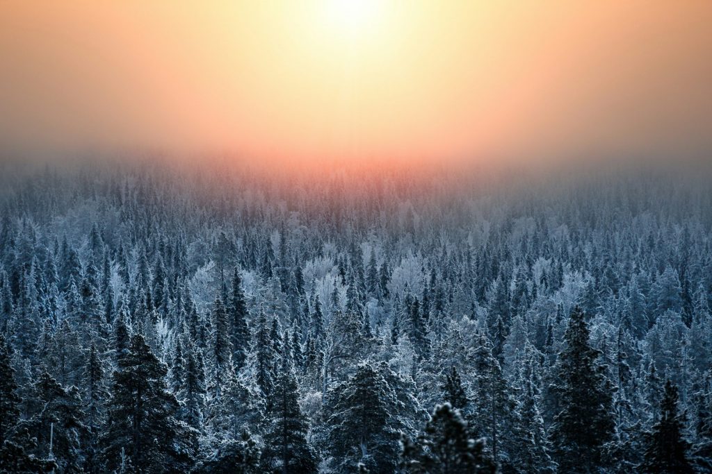 Snow-covered forest in Finnish Lapland beneath a glowing winter sky