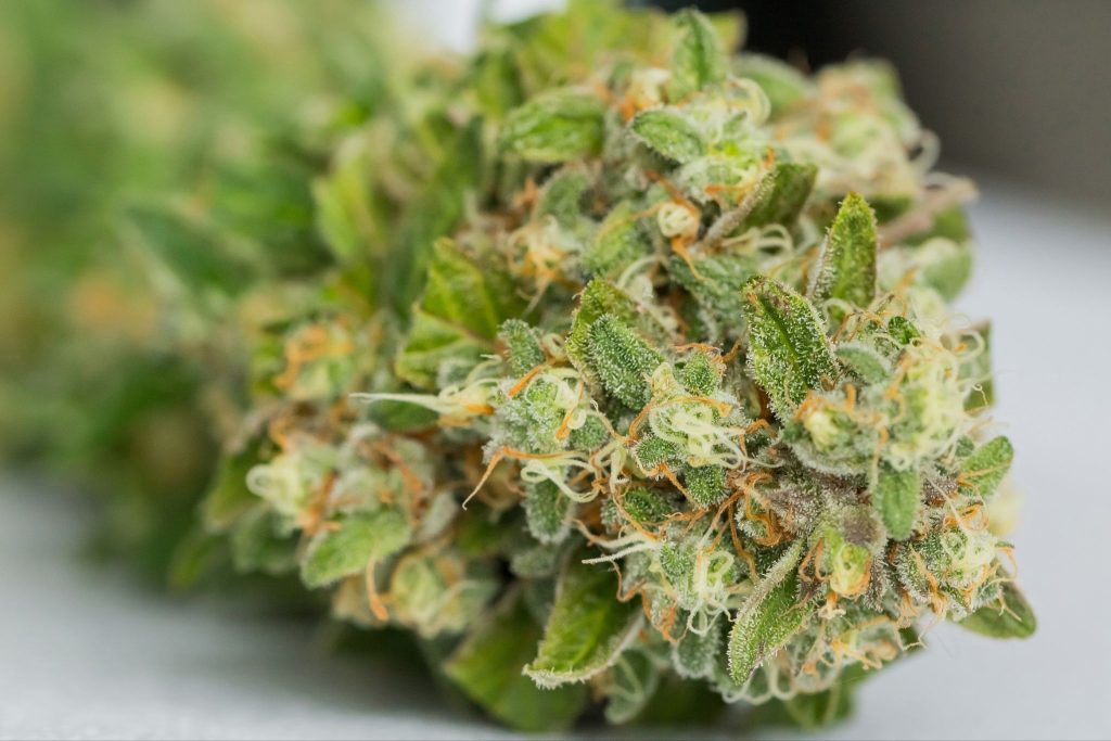 Close-up of a cannabis flower with green leaves and fine orange hairs