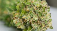 Close-up of a cannabis flower with green leaves and fine orange hairs